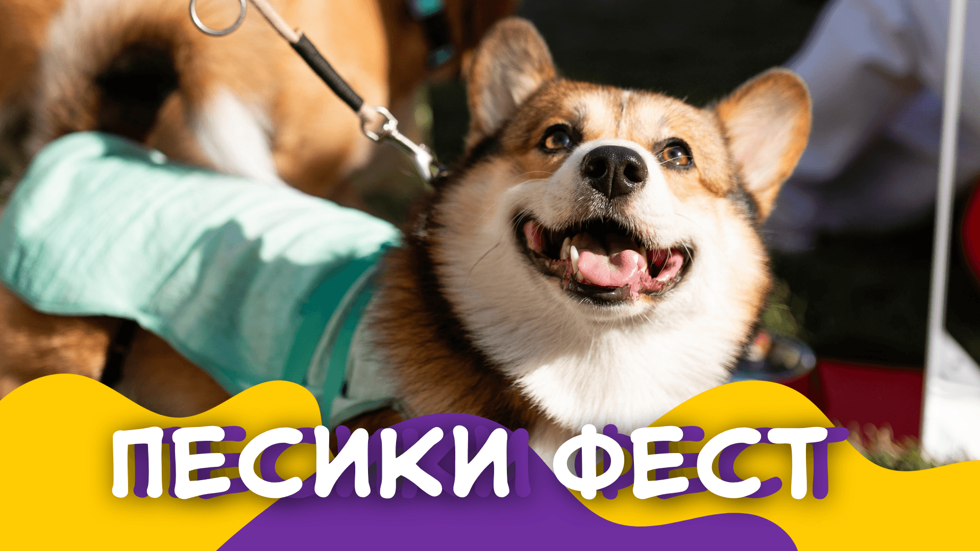 Песики Фест